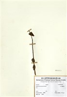 藏品(玉山繡線菊)的圖片